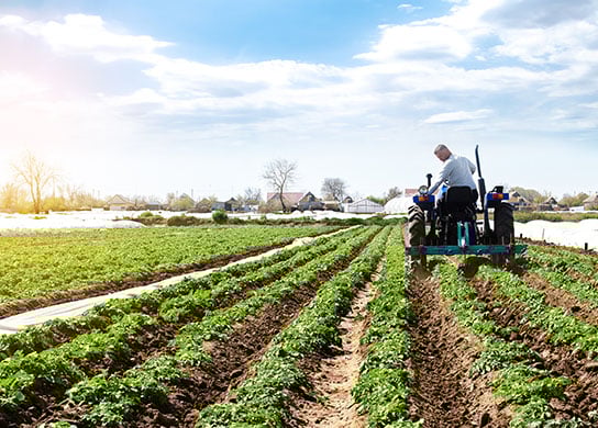 Farmer tending to crop. 